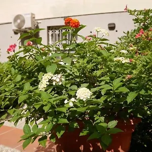  Appartamento House With Garden And Parking Space In Mergellina Italia